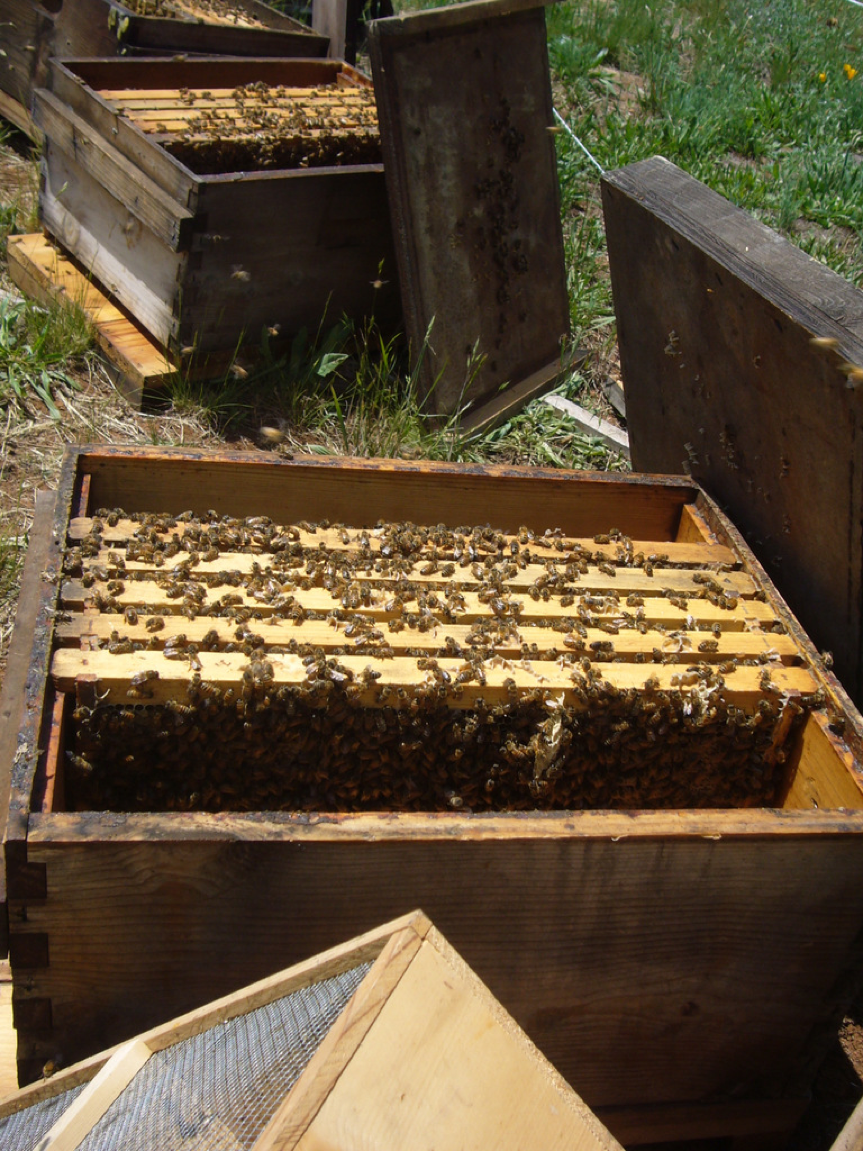 When To Feed Pollen Sub Scientific Beekeeping