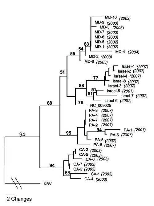 invertebrate phylogenetic tree. A phylogenetic tree