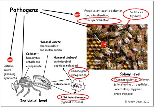 bees digestive system