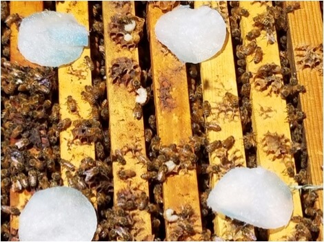 Figura 6. Eu estava curioso para saber se as abelhas puxavam as fibras de algodão de OA / gim-embebidas das almofadas faciais e, assim, arrastavam a solução sobre os corpos de outras abelhas.  (Resultado: eles não tocaram nas almofadas).