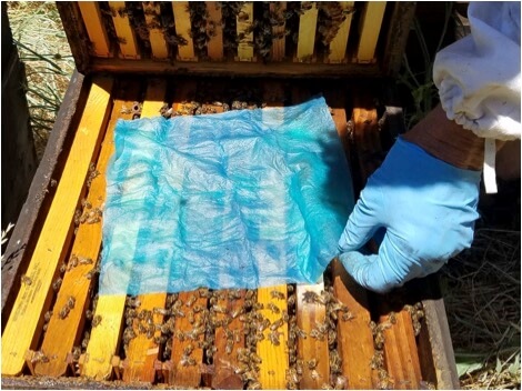 Figura 7. O favorito dos apicultores, a toalha da loja azul.  Perguntei se as abelhas se exporiam ao OA / gly no processo de remoção da toalha.  (Um resultado: não ajudou a cortar fendas na toalha - o que permitiu que as abelhas a removessem com muita rapidez).