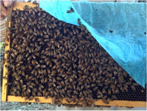 Figura 16. Abelhas que criam crias "embaixo" de uma toalha de loja pendurada.  Este método certamente forçou a esfregar as abelhas contra a toalha e resultou em boa exposição à OA.  Infelizmente, as abelhas mastigaram as bordas superiores de alguns, fazendo com que eles caíssem para o chão da colméia, onde ficaram intactos.