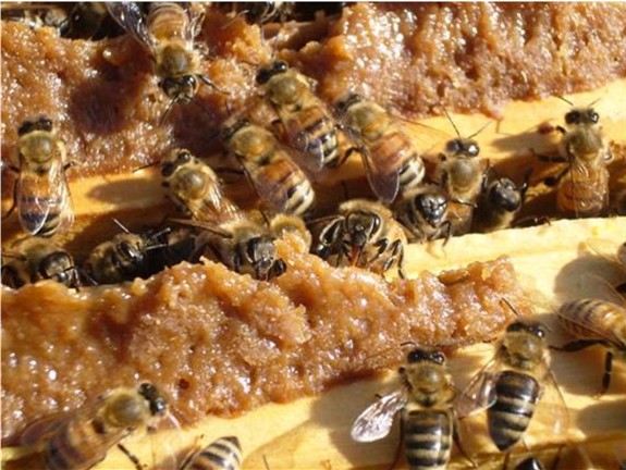 Nurse bees eating supplement