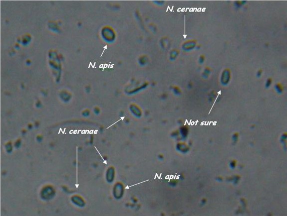 N. apis and ceranae spores side by side