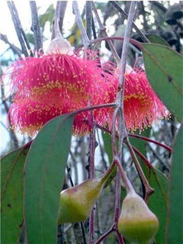 Gungurru flower and buds
