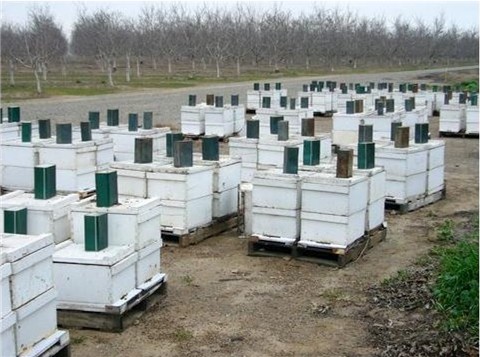 This load of bees is being fed syrup prior to bloom