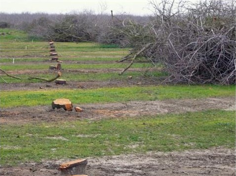 An older almond orchard being 