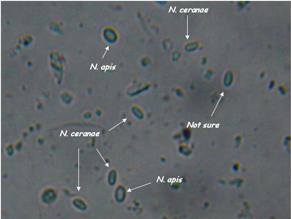 Nosema apis and ceranae spores side by side