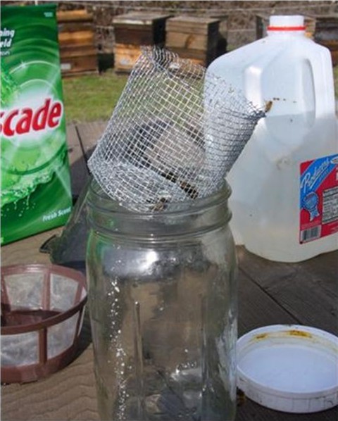 beekeeping varroa mite wide mouth mason jar screen lid for powdered sugar test 
