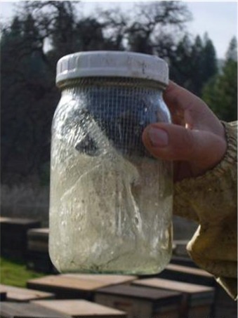 Varroa Mite Test Lid Only Fits Wide Mouth Canning Jar  