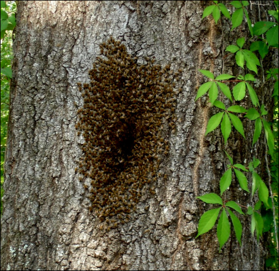 Сонник есть дерево. Пчелиный Рой осиный Рой. Дупло пчелиное бортничество. Роение комаров. Осиное гнездо роение.