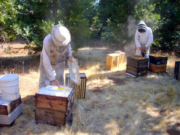2017 Hot 12 pcs Beekeepers Bee hive Nuc box Entrance gates Beekeeping Equipment 