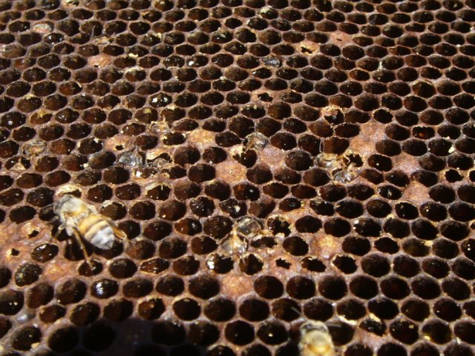 Physics for beekeepers: mold in a beehive - Honey Bee Suite