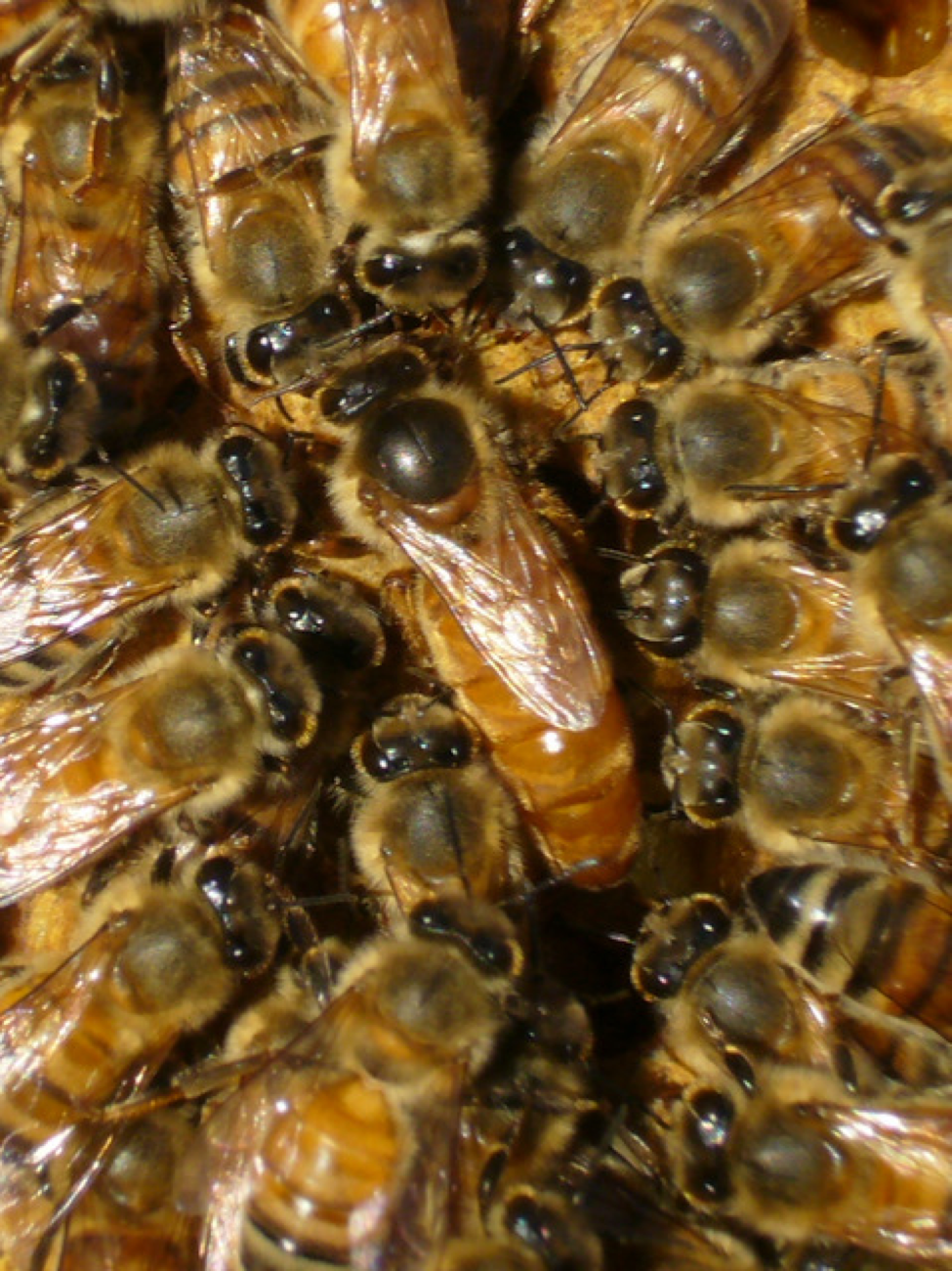 husbandry Archives - Scientific Beekeeping
