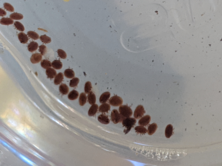 Refining the Mite Wash Part 4 Comparing the Release Agents