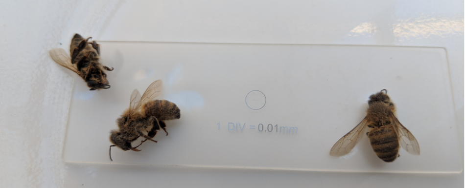 Oxalic crystals on bees after vaporization - Scientific Beekeeping