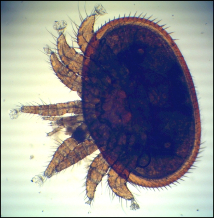 Клещ лапки. Клещ варроа в трутнёвом расплоде. Клещ варроа под микроскопом.