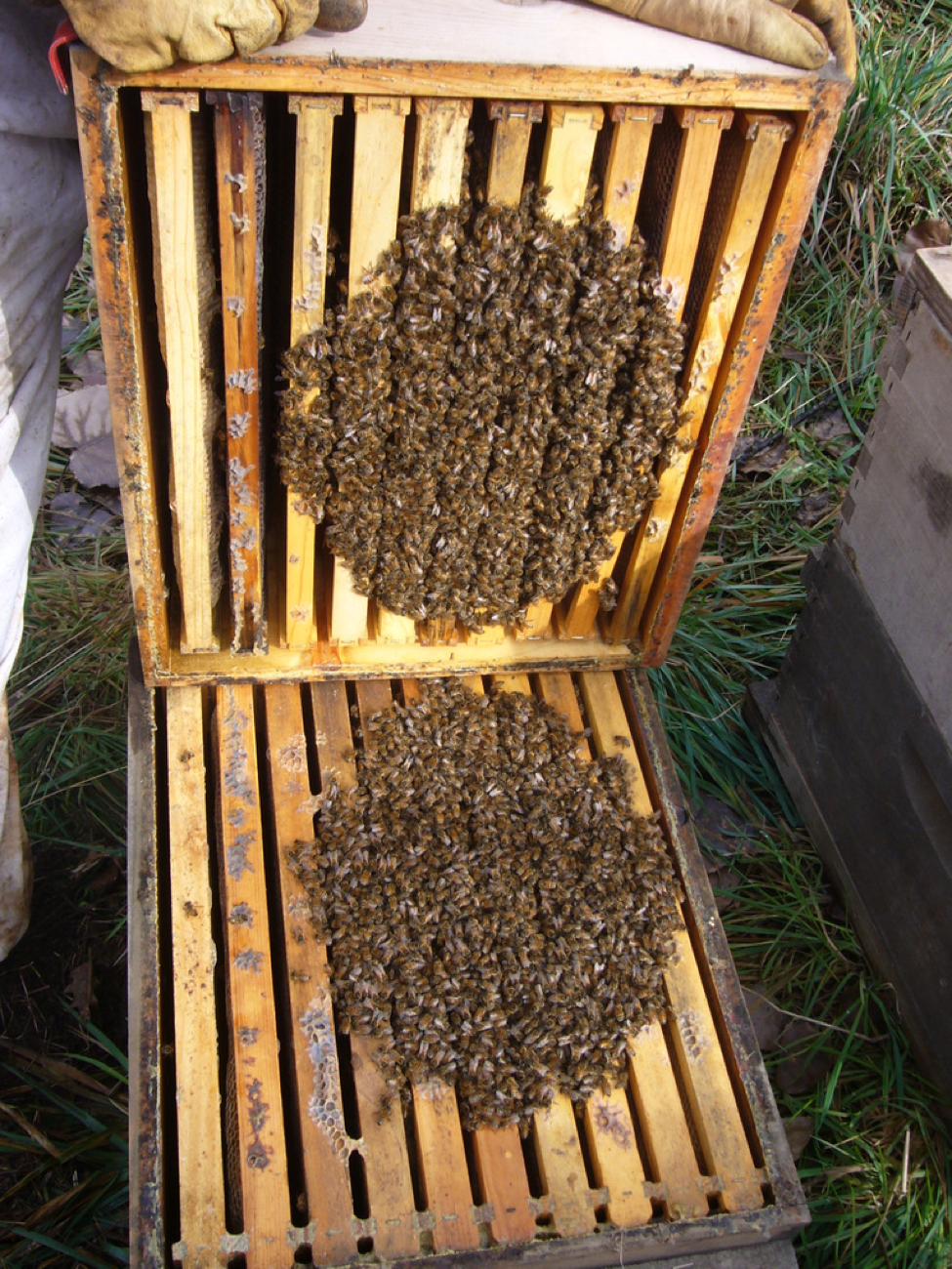 Why Do Honeycombs Look That Way?, Beekeeping Learning Center
