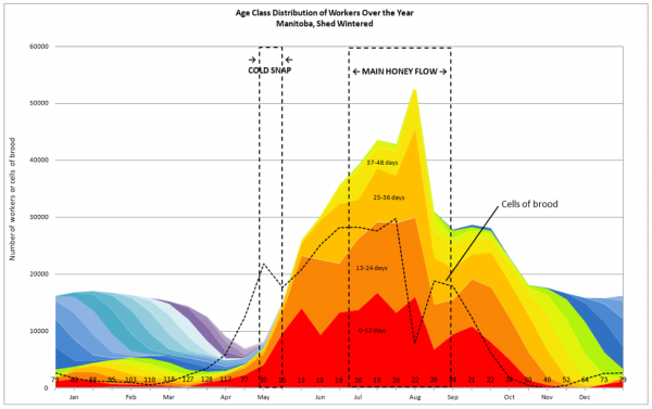 Colony Ridge Demeographic Chart Understanding Colony Buildup and Decline: Part 6 - Hiccups in Colony ...