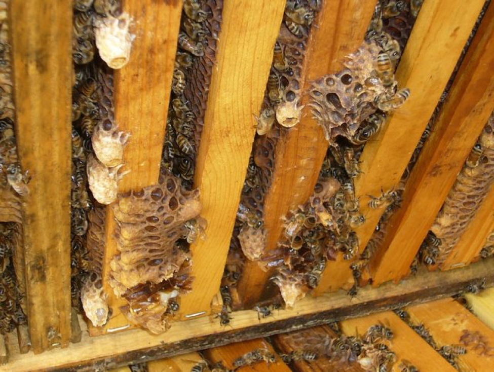 14-inch Bee Hive Brush with Wooden Handle Beehive Beekeeping Tool 