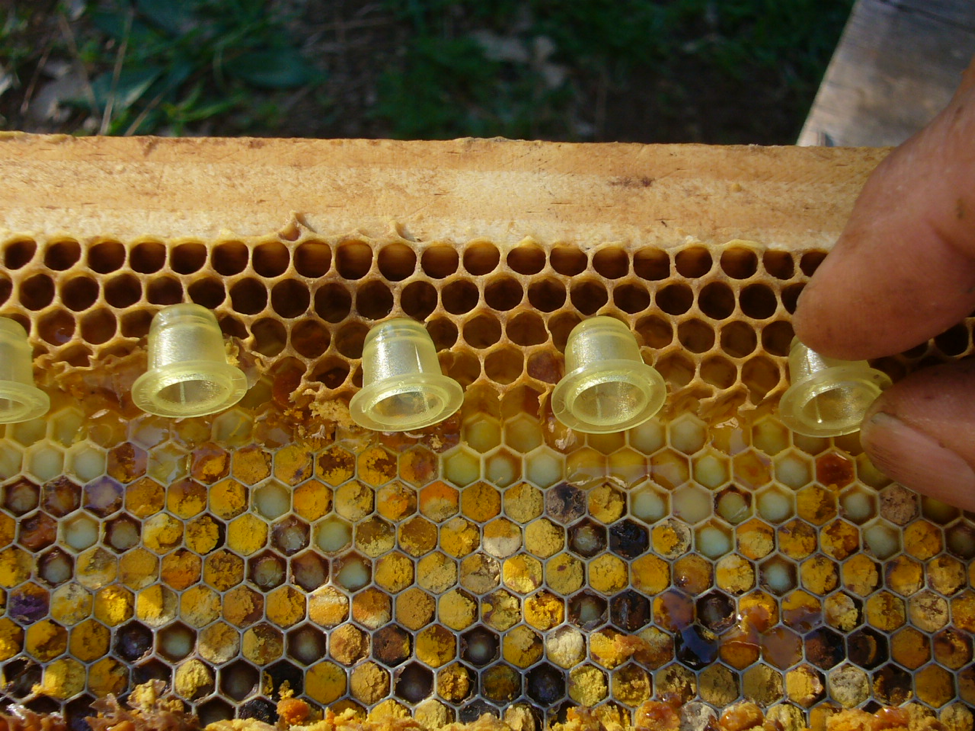 50 Beekeepers Beekeeping Royal Queen Bee Raise Rearing Cell Cup Apicul_lp 
