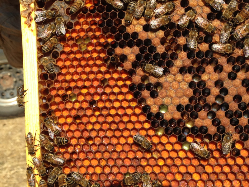 Buy Honeycomb in Bucks & Montgomery County, PA | Best Raw Honeycomb in PA |  Heirloom Acre Honey