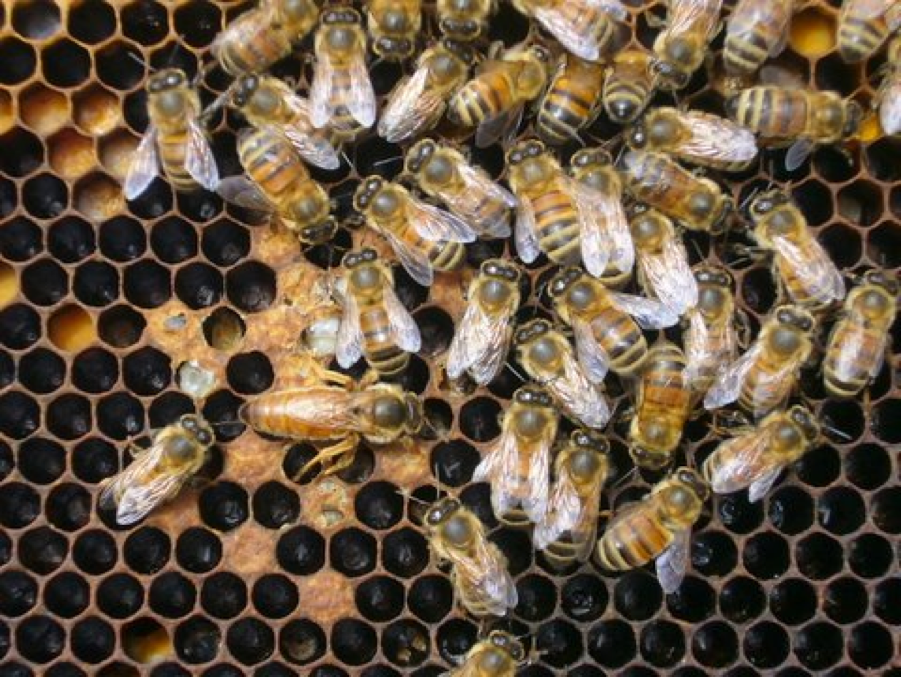 San Diego beekeepers see dozens of colonies die overnight - The