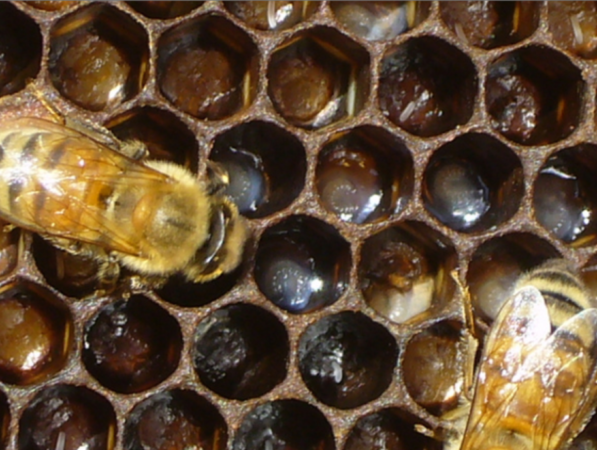 8x ueen Bee Marking Marker Pen Set Bee Keeping Beekeeping Tool Mutli Function 