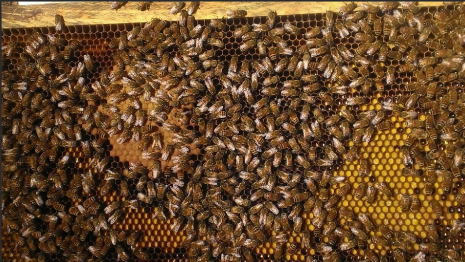 A Comparative Test Of The Pollen Subs (Part 1 & 2) - Scientific Beekeeping