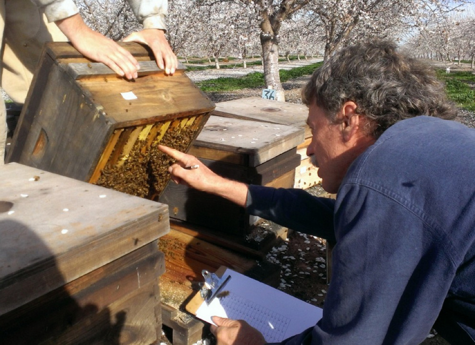 Little Giant 32 Ounce Beekeeping Honey Glass Skep Jar w/ Airtight Lid (12  Pack)