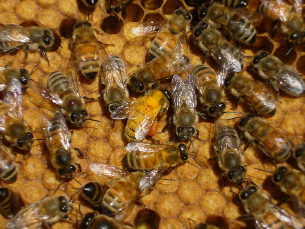 Simplelife Bee Queen Cage Beekeeping Apiculture Plastic Equipment Hexagonal Supplies