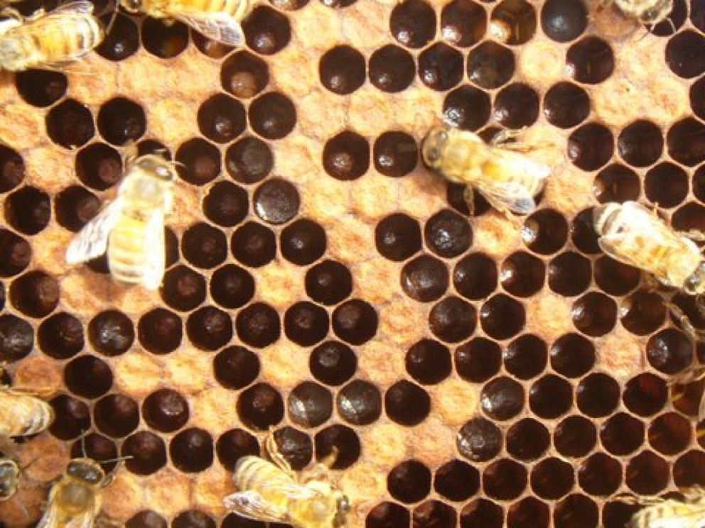 Perfk 100ml Bee Swarm Lure Commander Attractant Trap Free Bees Beekeeping  Secret