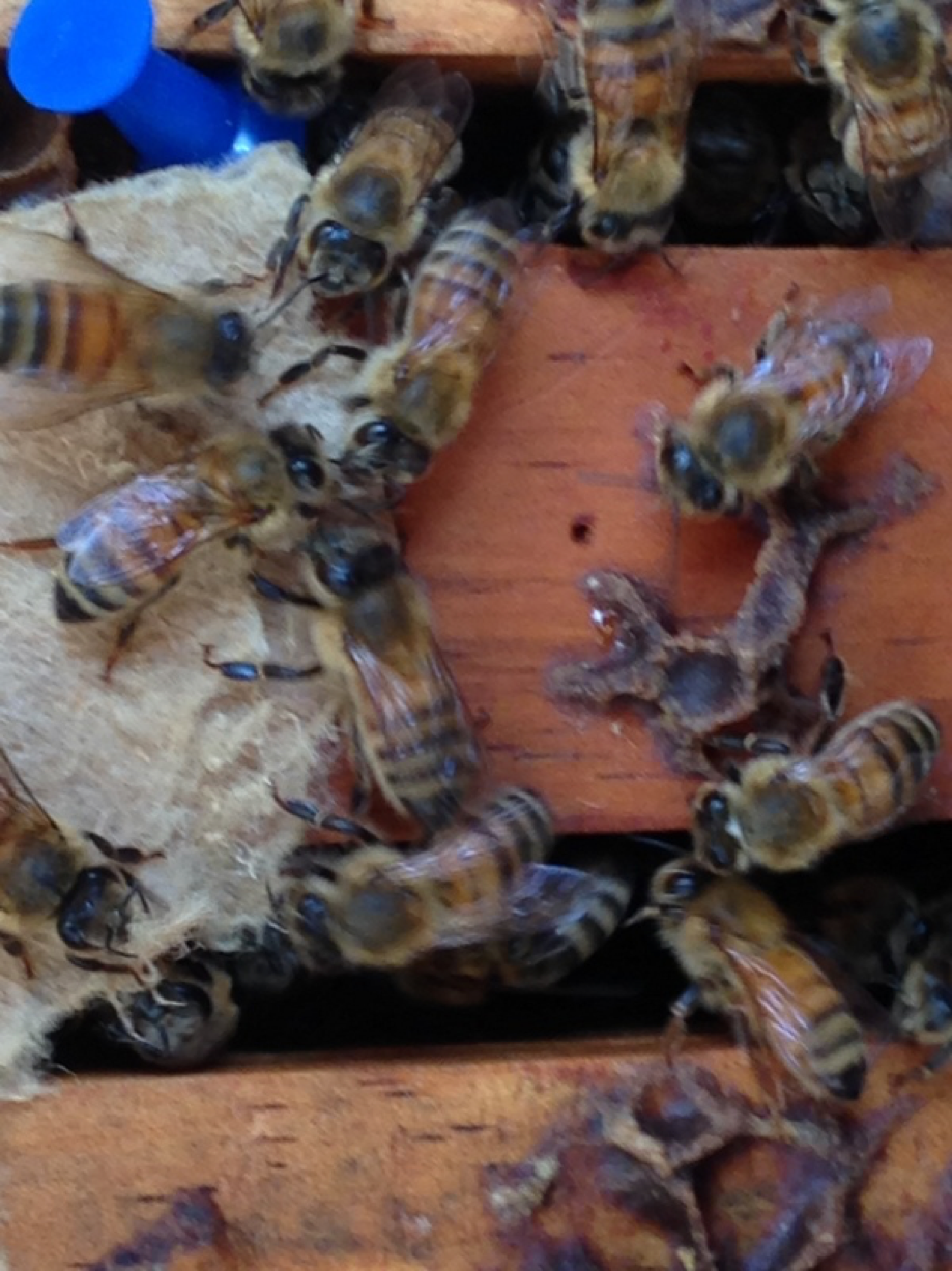 ONE Apiguard Varroa Mite Treatment Recommended treatment Two per hive 