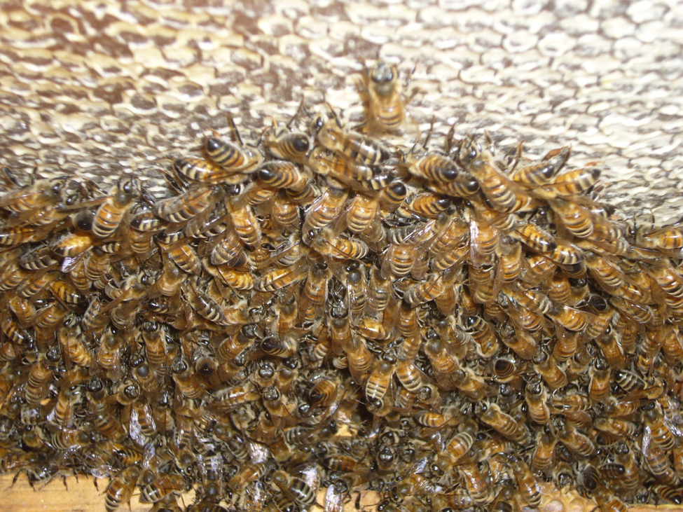 Mexican beekeepers vs. Monsanto - Honey Bee Haven