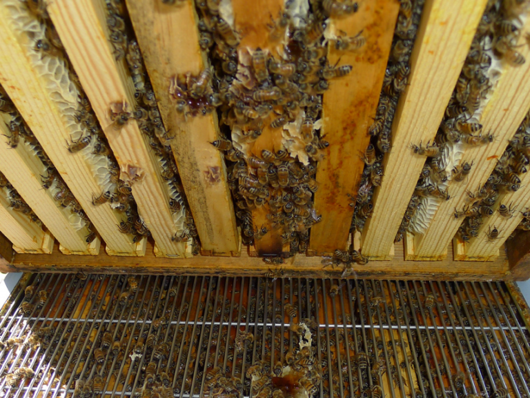 commercial beekeeping Archives - Scientific Beekeeping