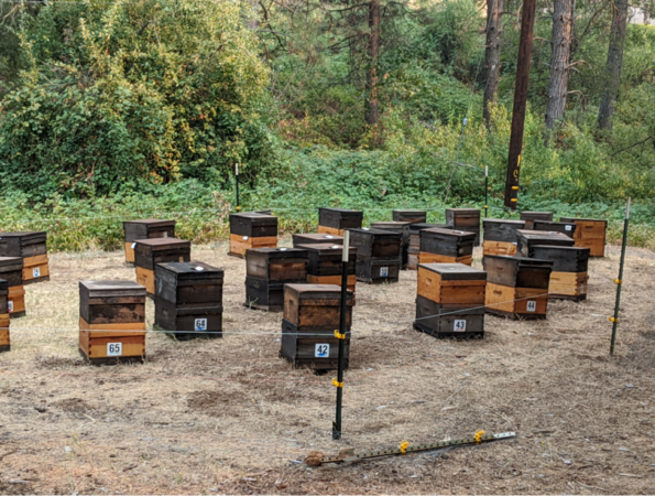 Russ Ramsey — Bee Blog — The Bee Hive