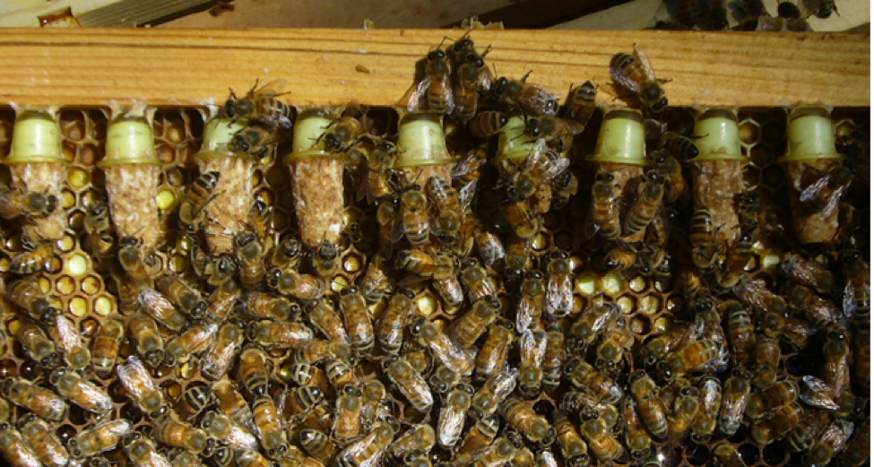 Western Maryland Apiaries - Frederick Backyard Beekeepers Association