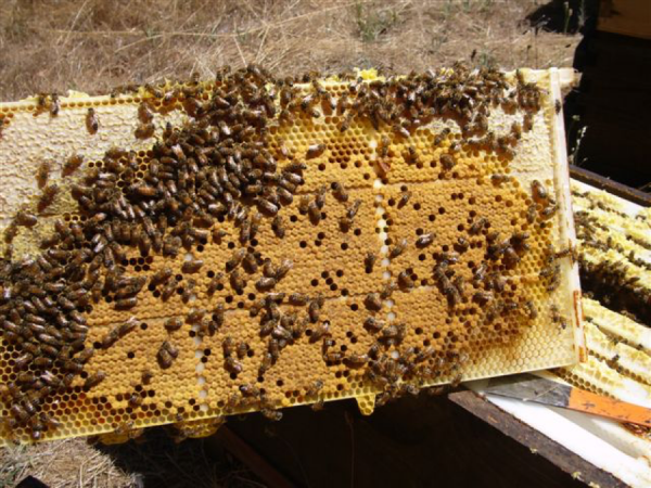 Trial of HoneySuperCell® Small Cell Combs - Scientific Beekeeping