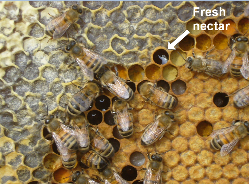 Does saving bee colonies mean breaking with tradition? - SWI