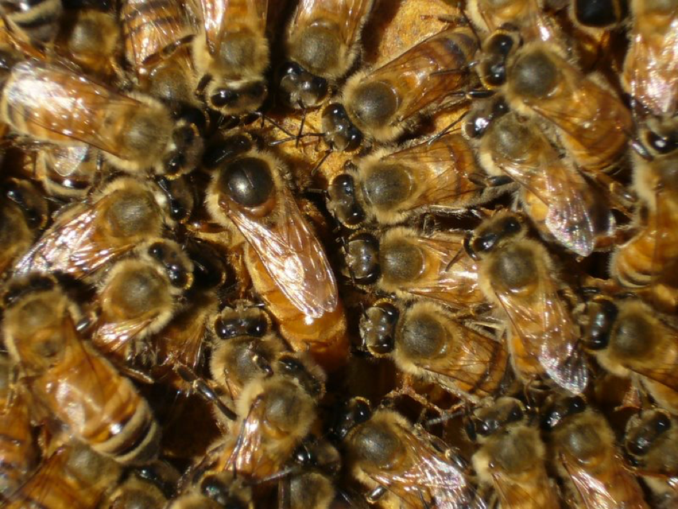 5 Signs of a Strong and Healthy Honey Bee Colony - Mann Lake Bee & Ag Supply