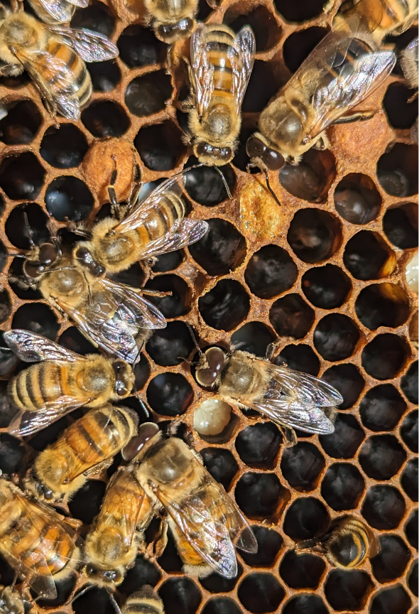 Drones and Varroa: Part 1 - Scientific Beekeeping