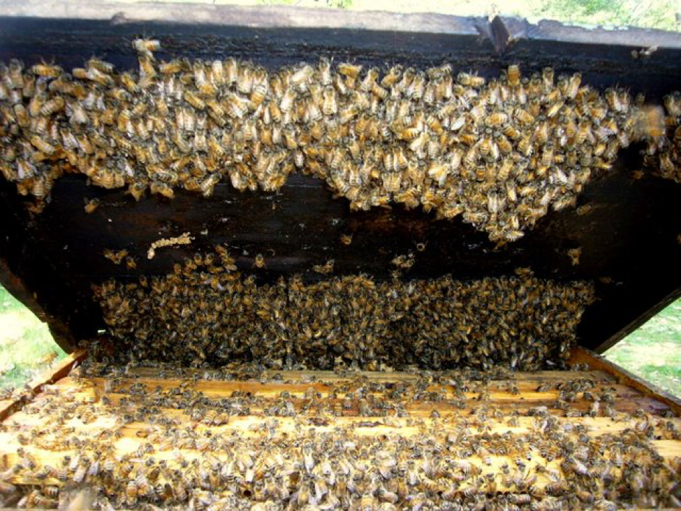 50 Beekeepers Beekeeping Royal Queen Bee Raise Rearing Cell Cup Apiculture AA 