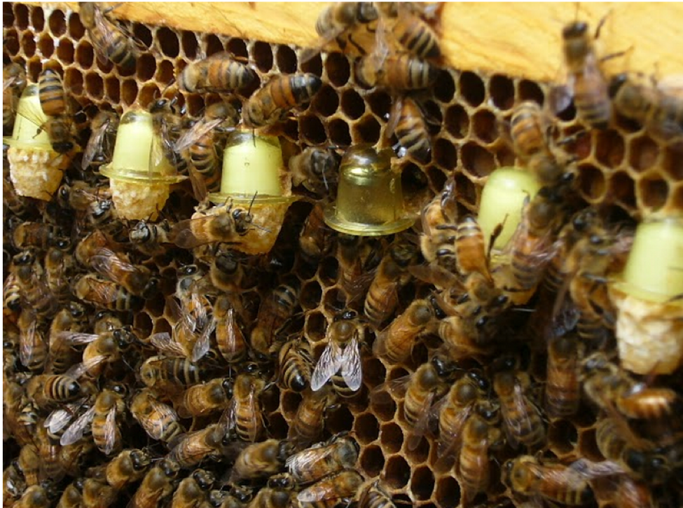 Details about  / 50 Beekeepers Beekeeping Royal Queen Bee Raise Rearing Cell Cup Apiculture l yw