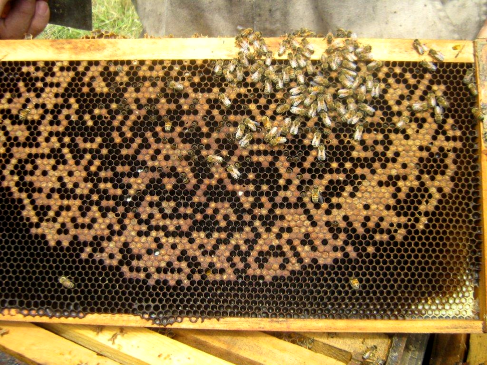 Queen Bee Sperm Storage Holds Clues to Colony Collapse