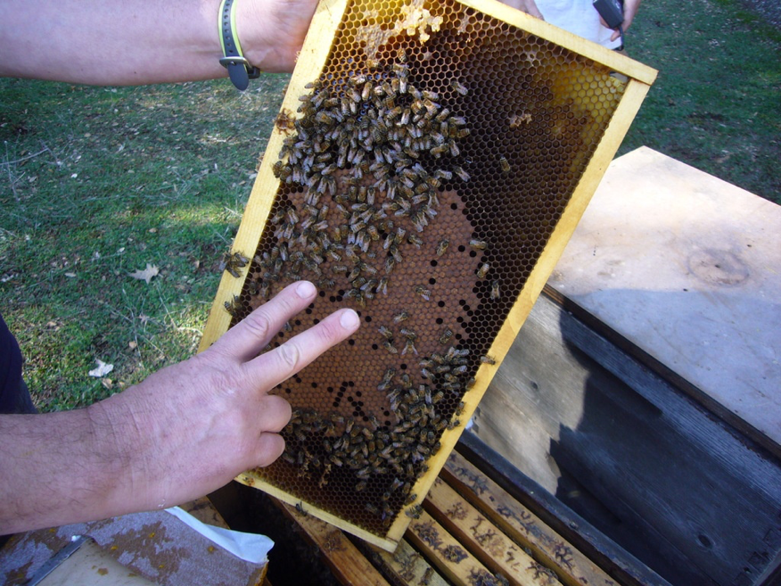 Beekeeper Beekeeping 4 Pint 2L Rapid Bee Hive Feeder Keeping Equipment Too YA P5 
