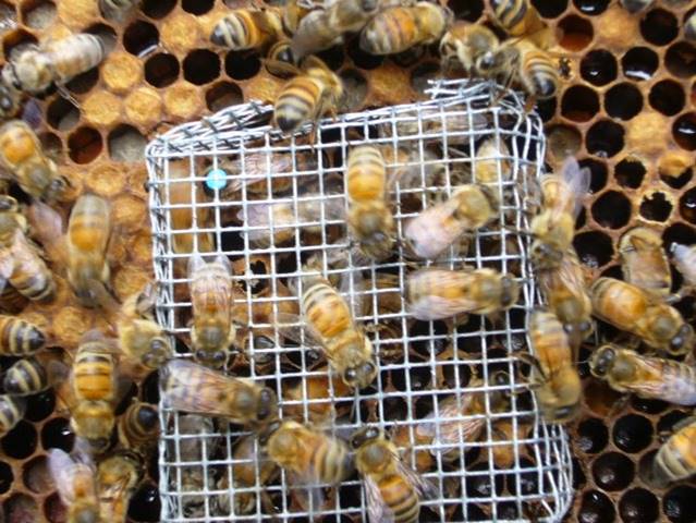 Catcher Queen Introduction Cage Bee Queen Beehive Cages Beekeeper Tool Set 