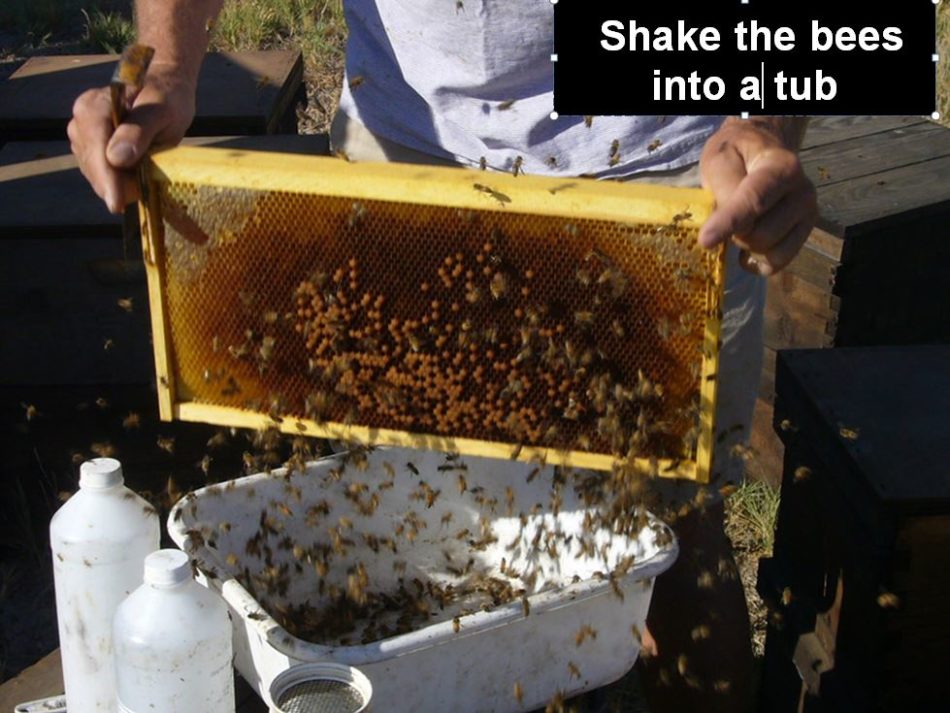 Dagtear Bee Feeder Bee Water Feeder Bee Plastic Bee Water Feeder Beehive Drinking Bowl Bee Keeping Equipment Beekeeping Tool