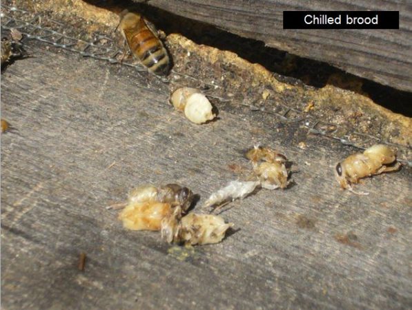 First Year Beekeeping - Scientific Beekeeping