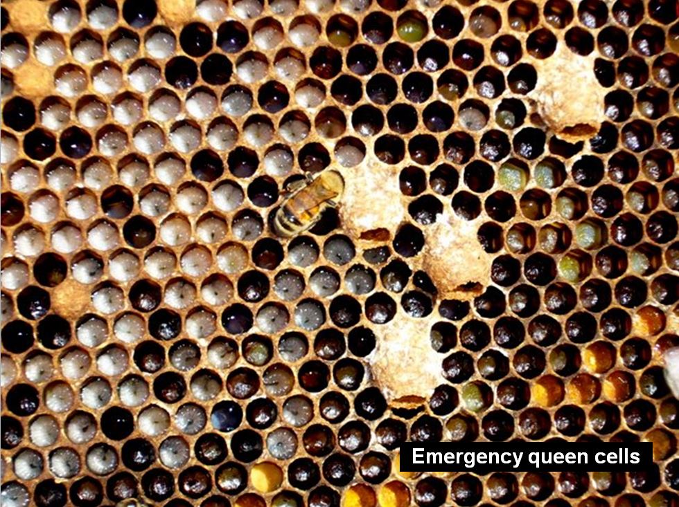 Honeycomb Wax Co. Large Wax Applicator Sticks, 1000 Count