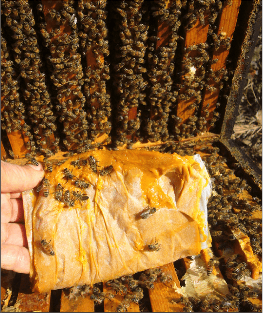 Does The Crushing of Bees Affect Colony Health? - Scientific Beekeeping